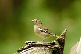 Attēlu rezultāti vaicājumam “Fringilla coelebs female”