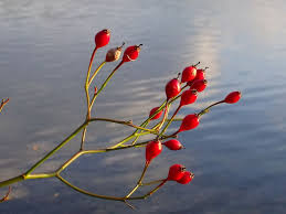 Attēlu rezultāti vaicājumam “Rosa subcanina fruit”