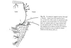 Attēlu rezultāti vaicājumam “Utricularia minor bud”