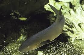 Image result for Ginglymostoma cirratum