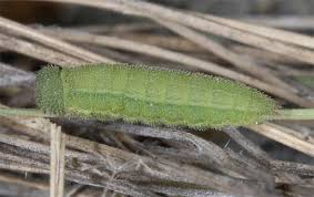 Attēlu rezultāti vaicājumam “Hyponephele lycaon”