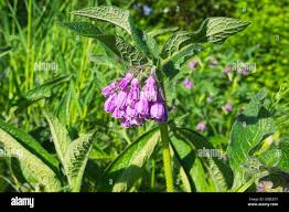 Attēlu rezultāti vaicājumam “Symphytum officinale flower”
