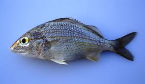 Image result for Haemulon aurolineatum