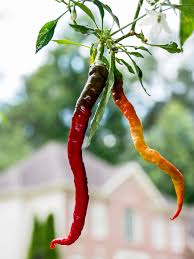 Afbeeldingsresultaat voor turkish cayenne hot pepper