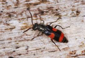 Attēlu rezultāti vaicājumam “Anthocomus fasciatus”