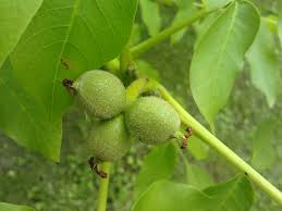 Attēlu rezultāti vaicājumam “Juglans x sinensis fruit”