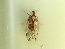 Attēlu rezultāti vaicājumam “Cixiidae”