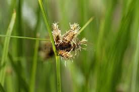 Attēlu rezultāti vaicājumam “Bolboschoenus maritimus flower”