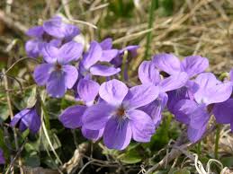 Attēlu rezultāti vaicājumam “Viola hirta flower”