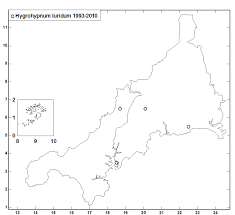 Attēlu rezultāti vaicājumam “Hygrohypnum luridum”