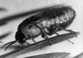 Attēlu rezultāti vaicājumam “Diprion pini female”