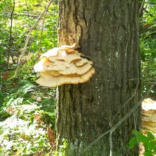 Attēlu rezultāti vaicājumam “Climacodon septentrionalis”