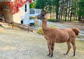 Image result for Clyde Valley Predators