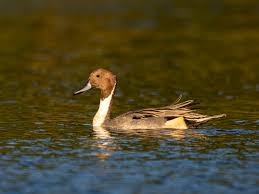 Attēlu rezultāti vaicājumam “Anas acuta male”