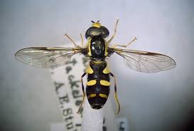 Attēlu rezultāti vaicājumam “Xanthogramma sp. male”