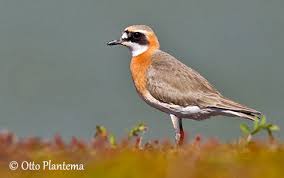 Image result for Charadrius mongolus