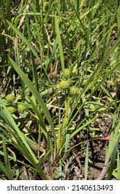 Attēlu rezultāti vaicājumam “Sparganium neglectum”