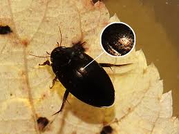 Attēlu rezultāti vaicājumam “Colymbetes striatus”