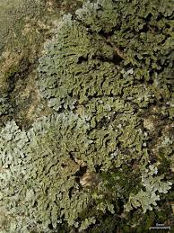 Attēlu rezultāti vaicājumam “Physconia enteroxantha”