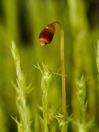 Attēlu rezultāti vaicājumam “Pohlia”