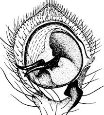 Attēlu rezultāti vaicājumam “Xysticus bifasciatus”