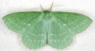 Attēlu rezultāti vaicājumam “Geometra papilionaria”