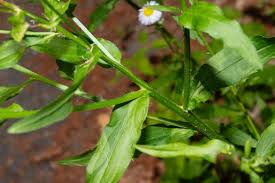 Attēlu rezultāti vaicājumam “Erigeron annuus flower”