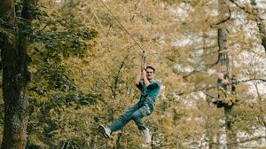 Image result for Go Ape! Whinlatter