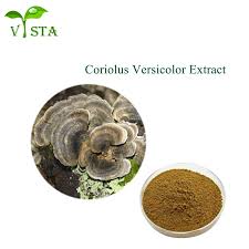 Attēlu rezultāti vaicājumam “Trametes versicolor”