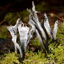 Attēlu rezultāti vaicājumam “Xylaria hypoxylon”