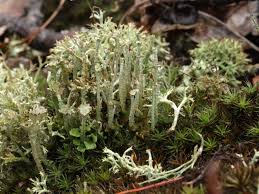 Attēlu rezultāti vaicājumam “Cladonia phyllophora”