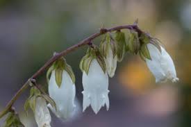 Attēlu rezultāti vaicājumam “Campanula persicifolia bud”