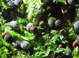 Attēlu rezultāti vaicājumam “Trichia longipalpis spores”