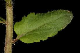 Attēlu rezultāti vaicājumam “Veronica agrestis leaf”
