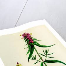 Attēlu rezultāti vaicājumam “Melampyrum cristatum flower”