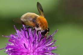 Attēlu rezultāti vaicājumam “Arctophila superbiens”