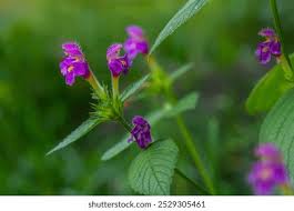 Attēlu rezultāti vaicājumam “Galeopsis tetrahit leaf”