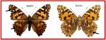 Attēlu rezultāti vaicājumam “Vanessa cardui underside”