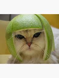 Image result for limecat