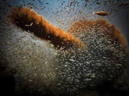 Image result for Haemulon aurolineatum