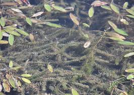 Attēlu rezultāti vaicājumam “Hydrilla verticillata leaf”