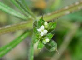 Attēlu rezultāti vaicājumam “Galium rivale”