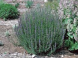 Image result for Hyssopus officinalis