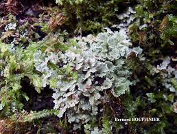 Attēlu rezultāti vaicājumam “Cladonia parasitica”
