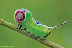 Attēlu rezultāti vaicājumam “Cerura vinula imago”