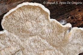 Attēlu rezultāti vaicājumam “Postia undosa”