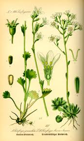 Attēlu rezultāti vaicājumam “Saxifragaceae”