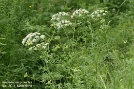Attēlu rezultāti vaicājumam “Peucedanum palustre leaf”