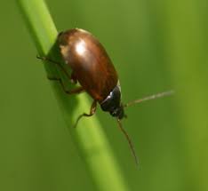 Attēlu rezultāti vaicājumam “Isomira murina”