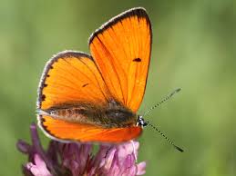 Attēlu rezultāti vaicājumam “Lycaena dispar male”